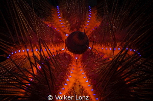 Red Diadem Seaurchin

With this glowimg seastar, i wish... by Volker Lonz 